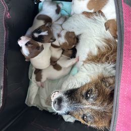Russell Terrier Puppies from Claddagh Pastures