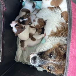 Russell Terrier Puppies from Claddagh Pastures