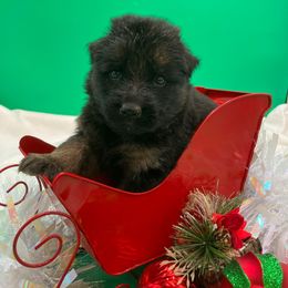Blizzard - Black and tan male German Shepherd puppy in Walla Walla, Washington from Silver Knight Shepherds