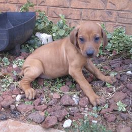 Rhea - Rd whtn blk nose female Rhodesian Ridgeback puppy in Carney, Oklahoma from River Run Parson Russell terriers & River Run Ridgebacks