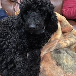 Sweetie - Poodle