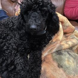 Sweetie - Poodle