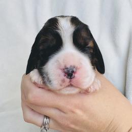 Autumn - Black white and tan female English Springer Spaniel puppy in Casa Grande, Arizona from The Spaniel Garden