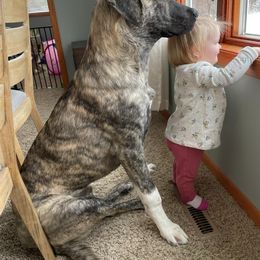 Anatolian Shepherd Dog All Grown Up from Schmahl Family Farms