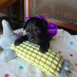 Channel - Black female Shihpoo puppy in Delphos, Ohio from Route 66 Puppies
