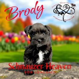 Brody AKC - Black male Miniature Schnauzer puppy in Pelzer, South Carolina from Schnauzer Heaven Von Longbach
