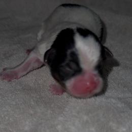 Sampson - Parti male Yorkshire Terrier puppy in Houston, Texas from Little things