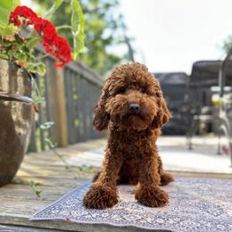 Humphrey - Poodle
