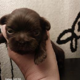 Papa - Chocolate male Shih Tzu puppy in Arcadia, Florida from Kitsune Cuddles and kisses