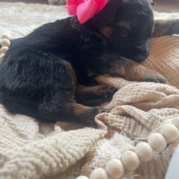 Pink Collar Female - Black and red German Shepherd puppy in Saint Louis, Michigan from drei Stränge German Shepherds