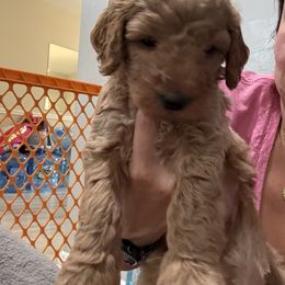 Green collar - Apricot male Goldendoodle puppy in Southampton, Pennsylvania from Pumpkin Patch Doodles