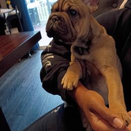 Lexi - Tricolors female French Bulldog puppy in Colorado from Imperial Frenchies of Colorado