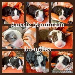 Assorted Doodle Crosses, Aussiedoodle, and Australian Shepherd Puppies from Faith, Feathers & FurBabies