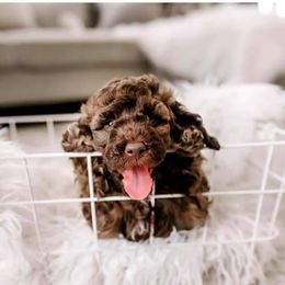 Cockapoo Puppies from Cockapoo to You