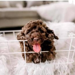 Cockapoo Puppies from Cockapoo to You