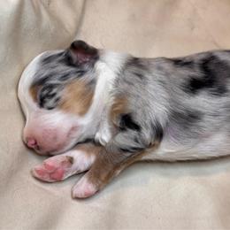 Puppy 4 - Blue merle female Miniature Australian Shepherd puppy in Massapequa, New York from All That Auss Mini Aussies