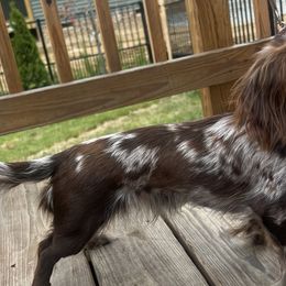 Biscuit - Dachshund
