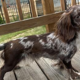 Biscuit - Dachshund