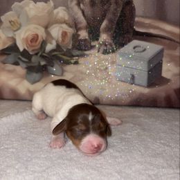 Biscotti - Chocolate and tan male Dachshund puppy in Saint Paul, Minnesota from Vibrant Eyes Doxies