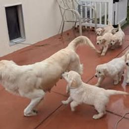 Golden Retriever Puppies from Mountain Sky Goldens   https://youtu.be/30SVQesEtig?si=CMjASv_Tza1VKSNt