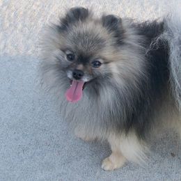 Pomeranians from Dingman’s Lone Wolf Poms