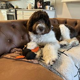 Bernedoodle and Newfypoo All Grown Up from Small Town Doodles & Poodles