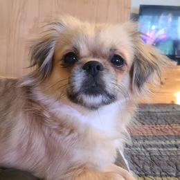Cinnamon - Tibetan Spaniel