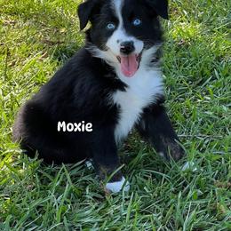 Moxie - Black tri-color female Australian Shepherd puppy in Magee, Mississippi from Paint ByNumbers Ranch