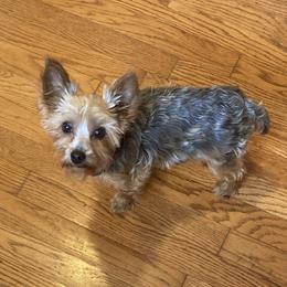 Liberty - Yorkshire Terrier