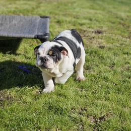 Tang - Black tri-color male Bulldog puppy in Lake Stevens, Washington from Washington Bulldogs