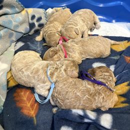 Poodle puppies from Ruby D. Farms