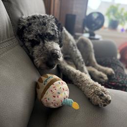 Goldendoodle All Grown Up from Sinclairdoodles