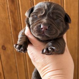 Zuma - Chocolate male Labrador Retriever puppy in Tomahawk, Wisconsin from Mahner Labs