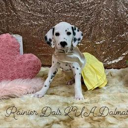 Dalmatian Puppies from Rainier DALS LUA Dalmatians