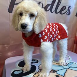Louie - Parti male Poodle puppy in Mobile, Alabama from Semmy’s Standard Poodle LLC