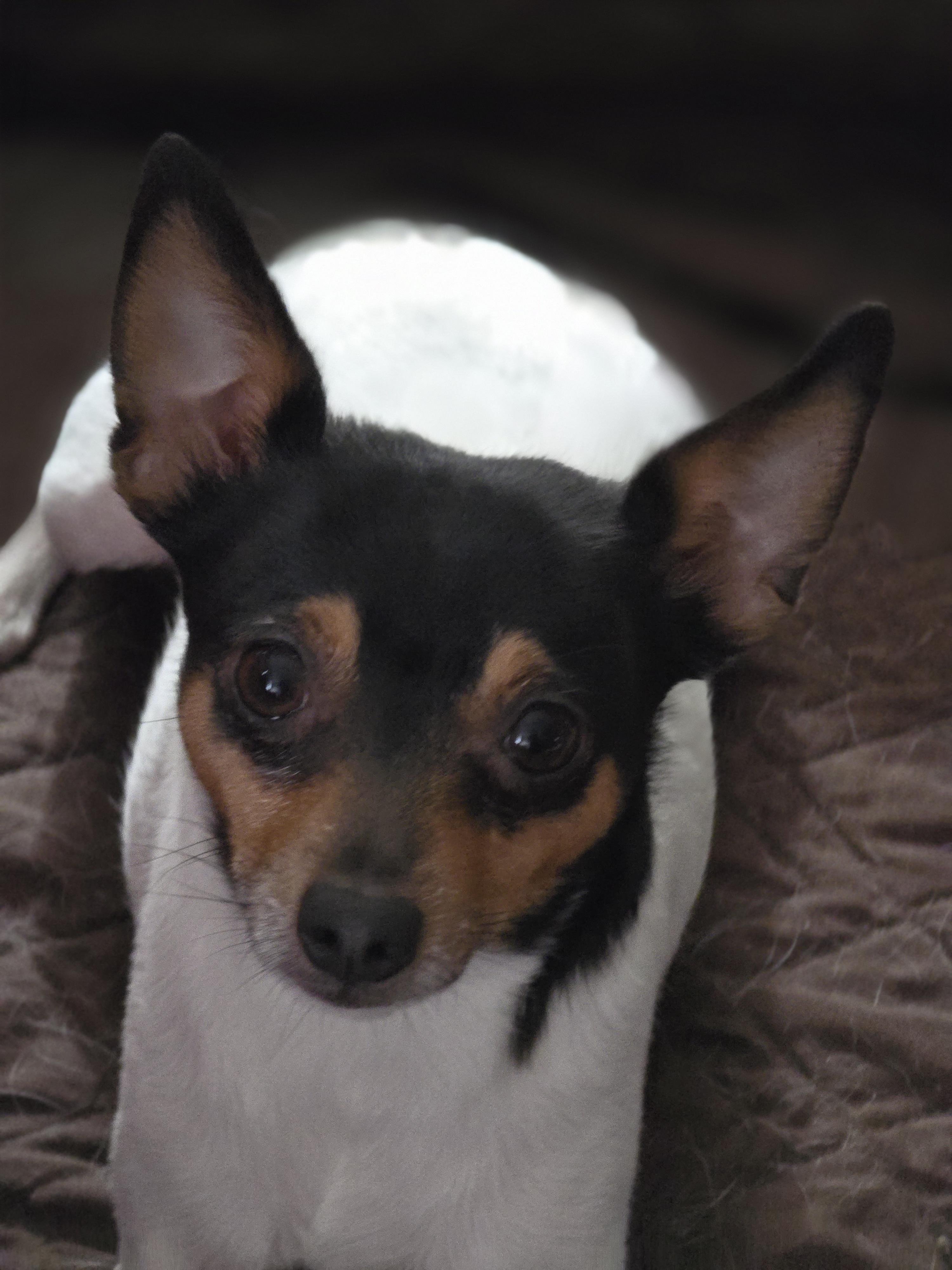 Buddy