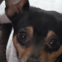 Buddy - Toy Fox Terrier