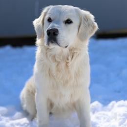 Kiki - Golden Retriever