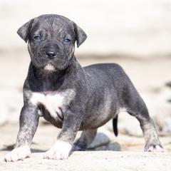 Dark brindle girl - Tiger female Perro de Presa Canario puppy in Leitchfield, Kentucky from Rey Gladiador Presa Canario