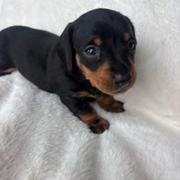 Leo - Black and tan male Dachshund puppy in Humphreys, Missouri from Foster’s Dachshunds