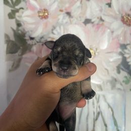 Girl 2 - Salt and pepper Miniature Schnauzer puppy in Upland, California from Rising Minis of Upland