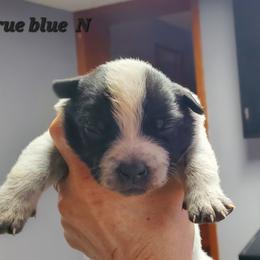 Full mask n - Blue speckled female Australian Cattle Dog puppy in Lenoir, North Carolina from Blue Coyote Ranch