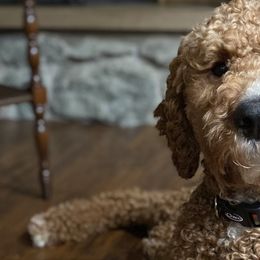 Bernedoodles and Poodles from Boujie Doodles