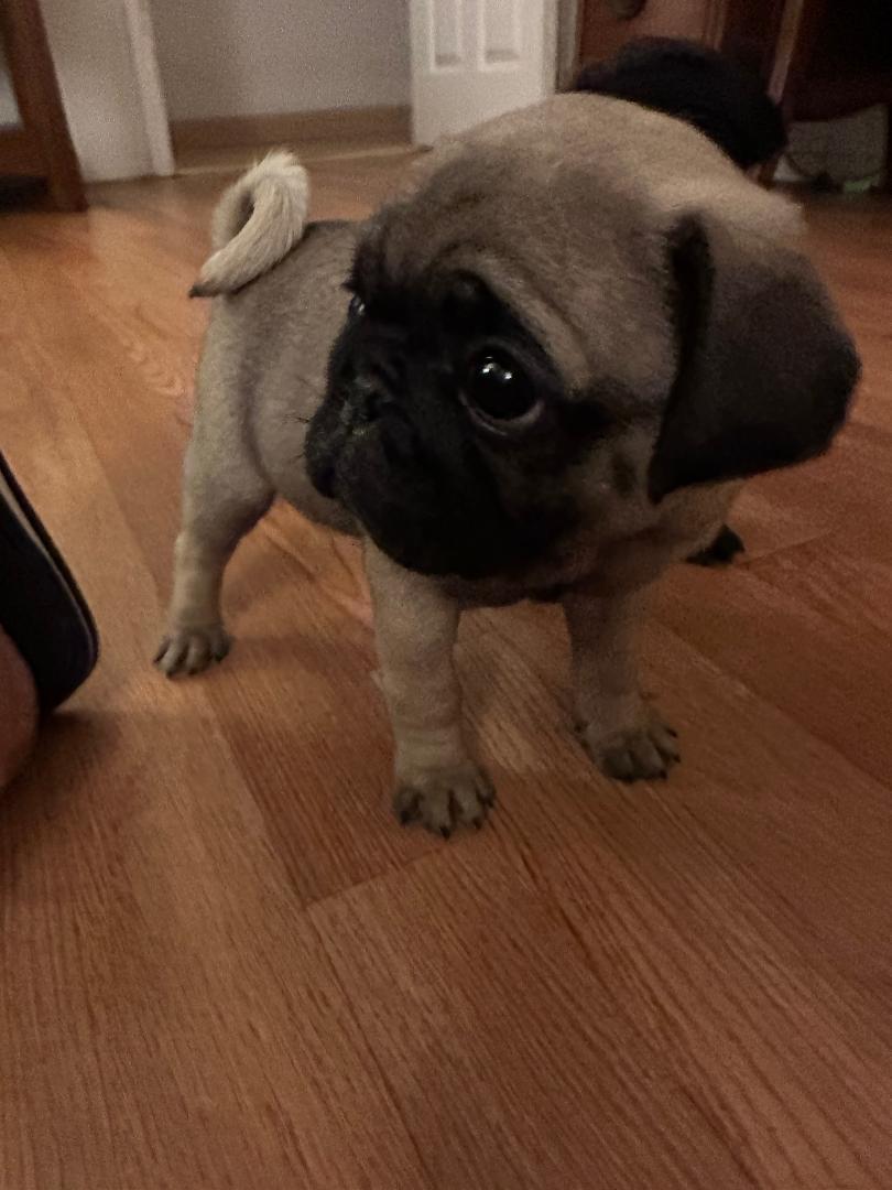 Camp Pug