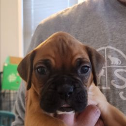 Jack - Fawn male Boxer puppy in Toledo, Ohio from Julie Wilmore Olympic Boxers