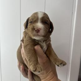 Macchiato - Apricot male Australian Labradoodle puppy in Orange, California from Little Kingdom Doodles