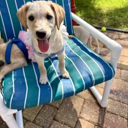 Poppy - female Goldendoodle puppy in Ormond Beach, Florida from Honeycomb Doodles
