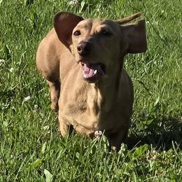 Bailey - Dachshund