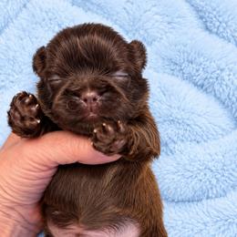 Levi - Chocolate male Shih Tzu puppy in Tallahassee, Florida from Bows and Bow Ties