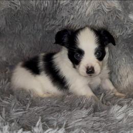 William - White and black male Papillon puppy in Howe, Oklahoma from Southern Sweet Papillons